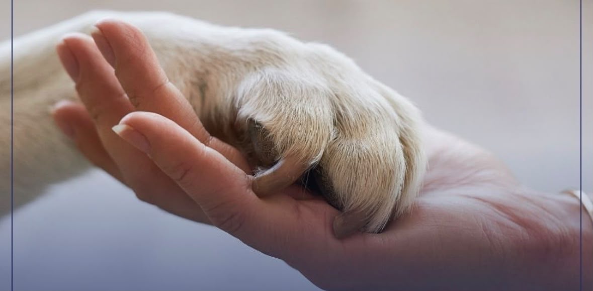Mão segurando pata de pet - Amor e vínculo eterno