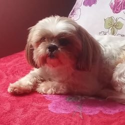 Bolinha