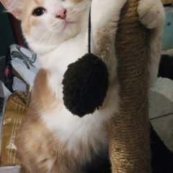 FELIX