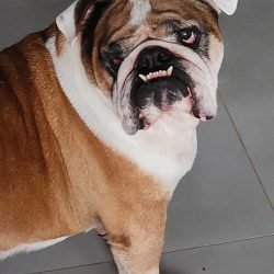 FERDINANDO