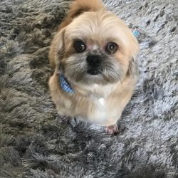 FRED