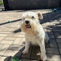 LILI