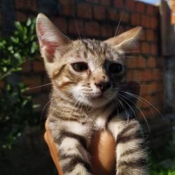 Lev