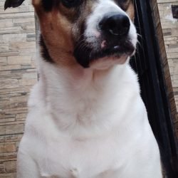 MILCA