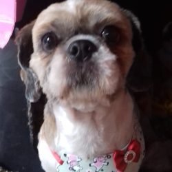Xuxa