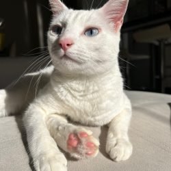 arya