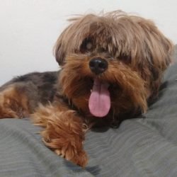 bebe