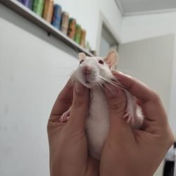 capuccino