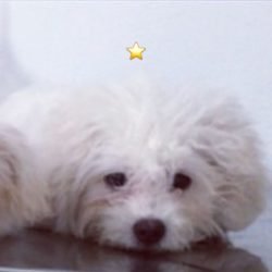 einstein
