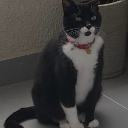 frajola