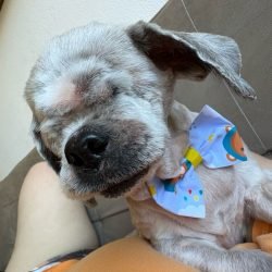 gordinho