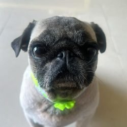 tequila