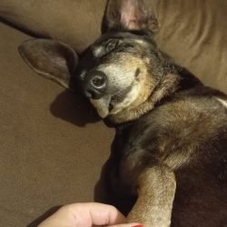 toby